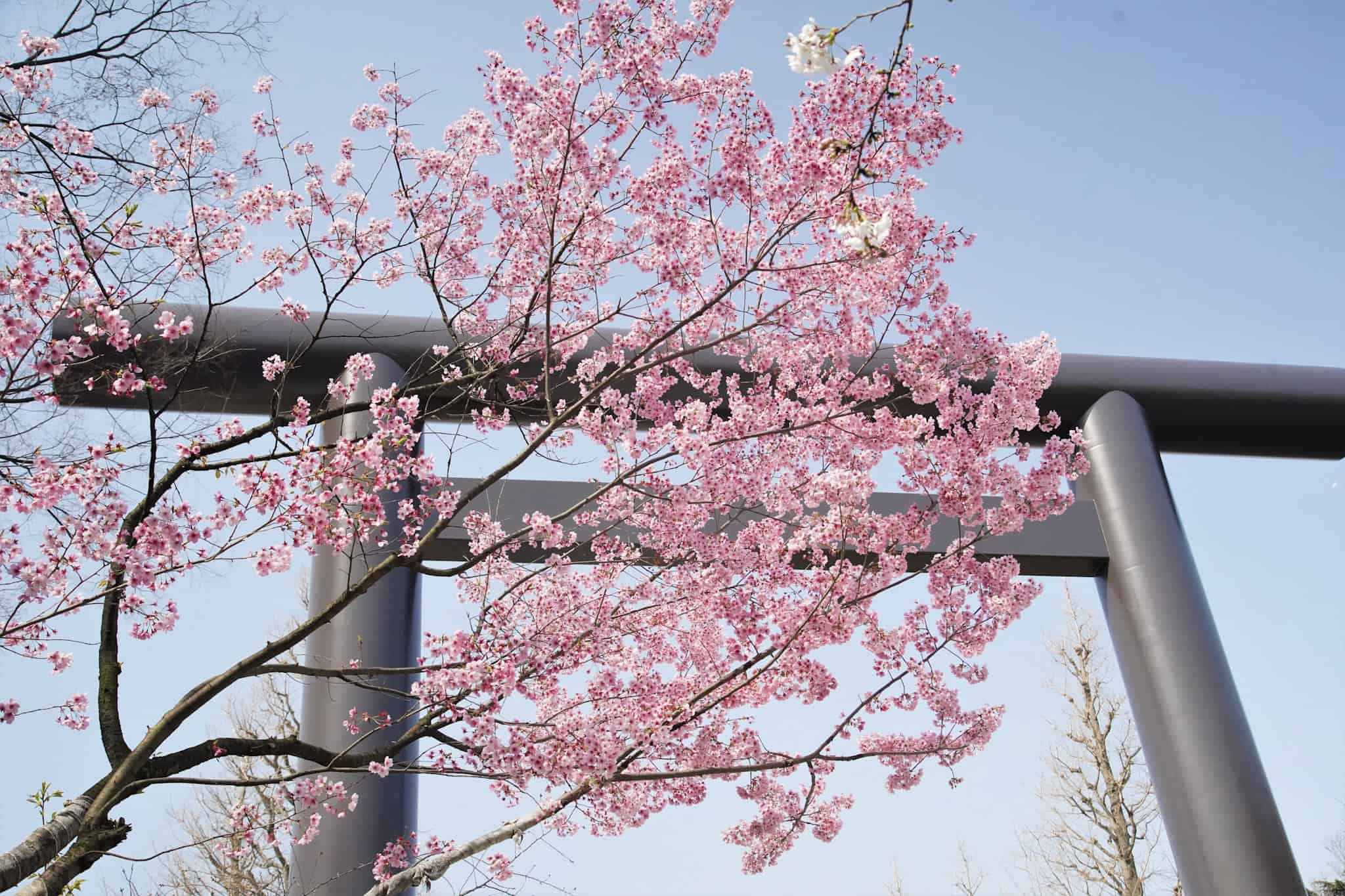 22 東京都内のお花見スポット16選 この春行きたい桜名所はここ The Gate 日本の旅行観光マガジン 観光旅行情報掲載