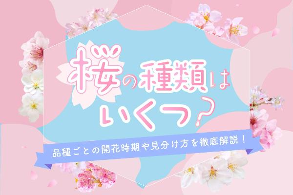 桜と梅と桃 の違いとは 見分け方と特徴を徹底解説 The Gate 日本の旅行観光マガジン 観光旅行情報掲載