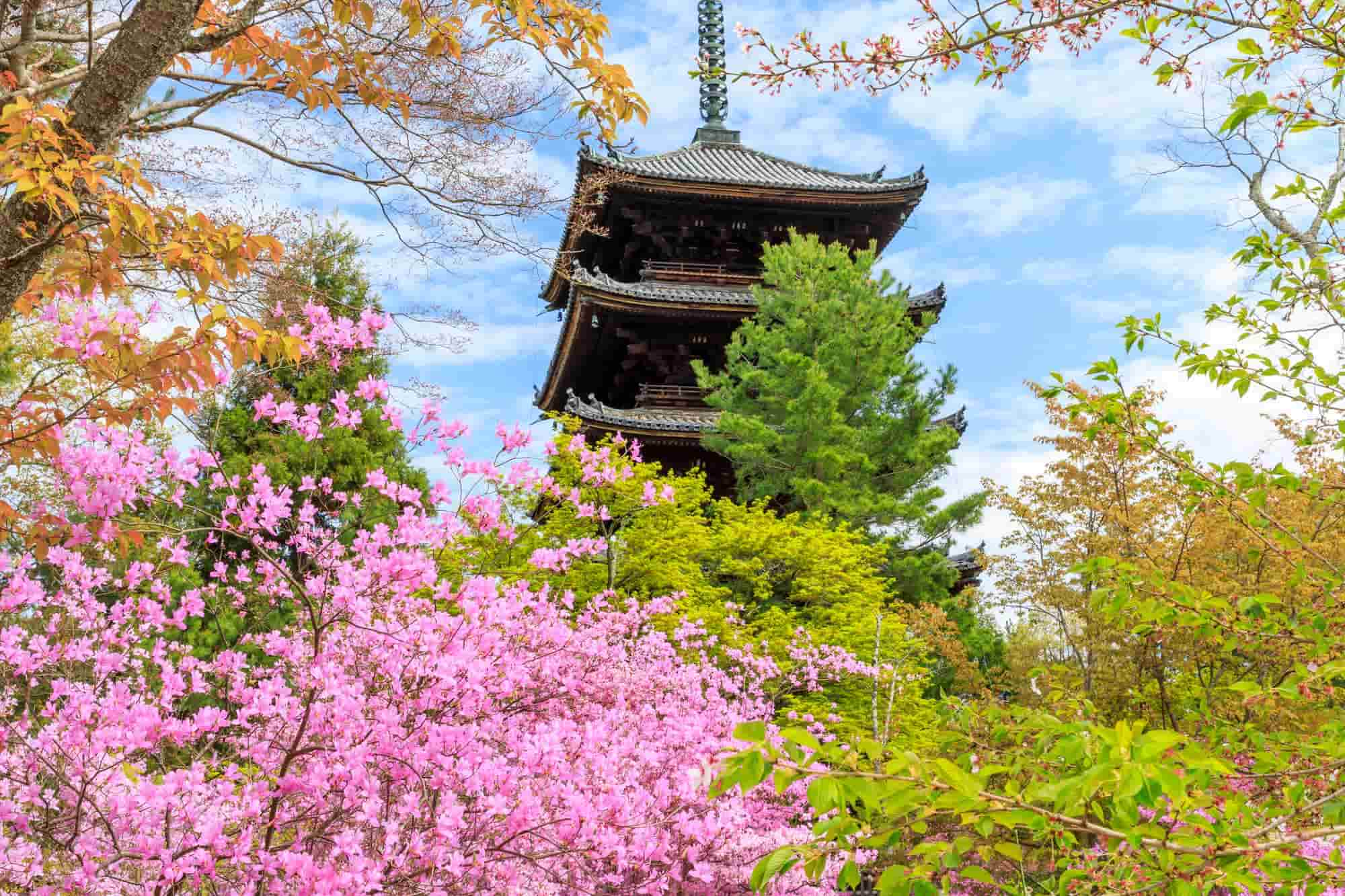 桜が美しく咲く世界遺産の仁和寺