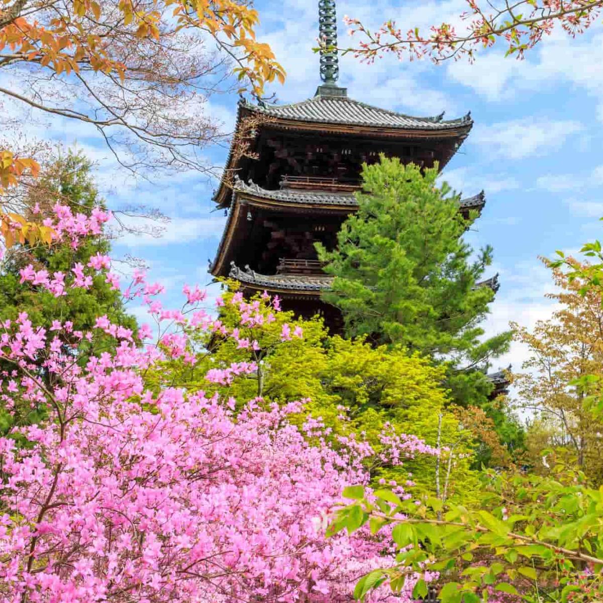 仁和寺】歴史や見どころに迫る！桜が有名な京都の世界遺産｜THE GATE