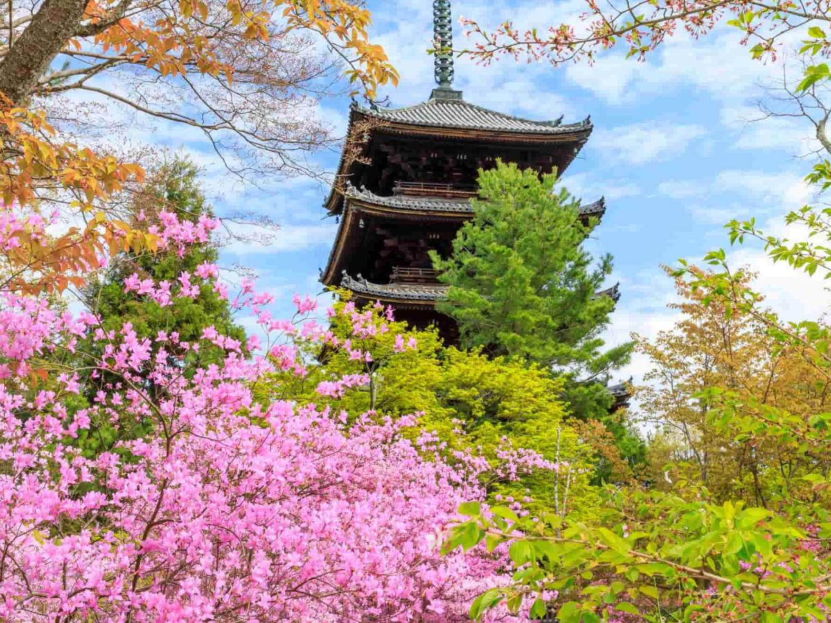 仁和寺】歴史や見どころに迫る！桜が有名な京都の世界遺産｜THE GATE｜日本の旅行観光マガジン・観光旅行情報掲載