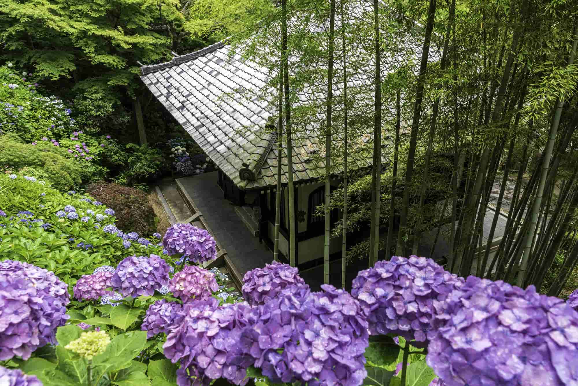 22 鎌倉でおすすめの紫陽花名所12選 開花時期や見頃は The Gate 日本の旅行観光マガジン 観光旅行情報掲載