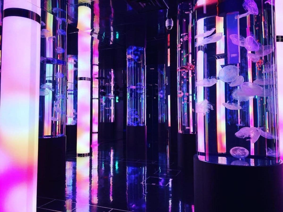 Dmmかりゆし水族館 リニューアルした沖縄の新しい水族館を徹底紹介 The Gate 日本の旅行観光マガジン 観光旅行情報掲載