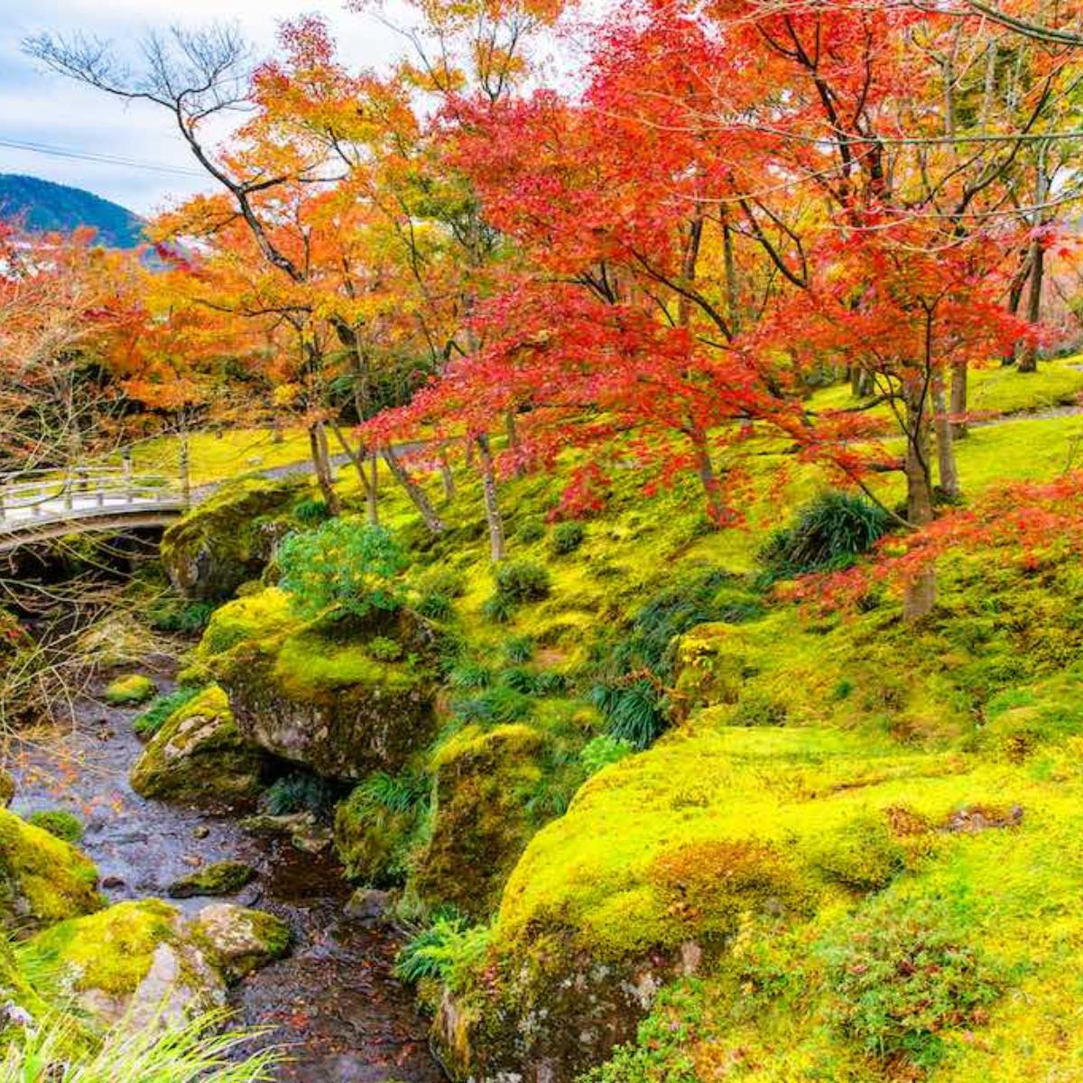 箱根の紅葉】は10月下旬〜11月上旬が見頃！ 秋の箱根おすすめスポット7