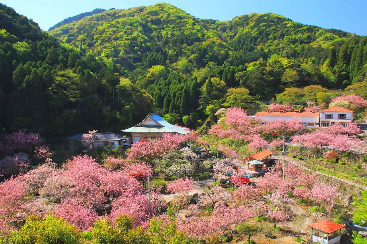 境内は微妙に色合いの異なる桜で埋め尽くされます