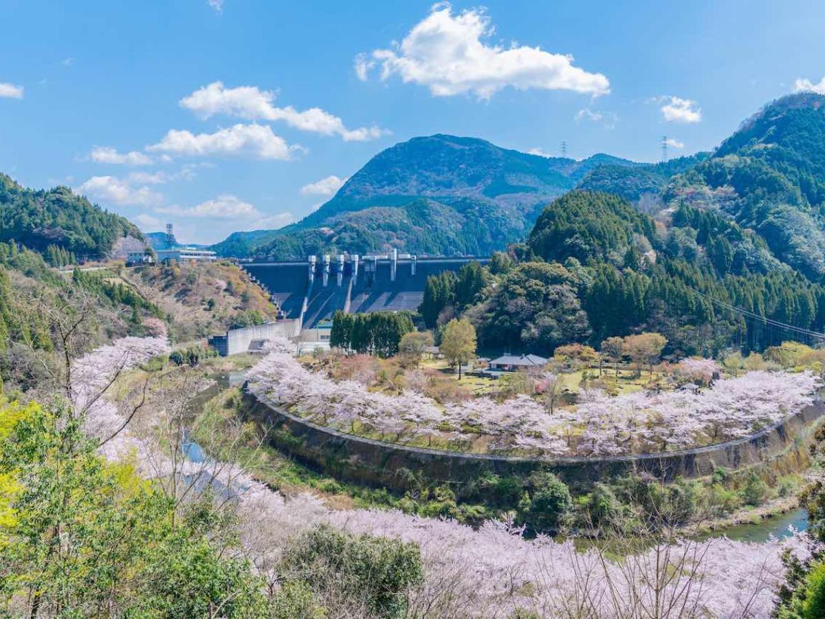 大分県　桜 トラベルjp