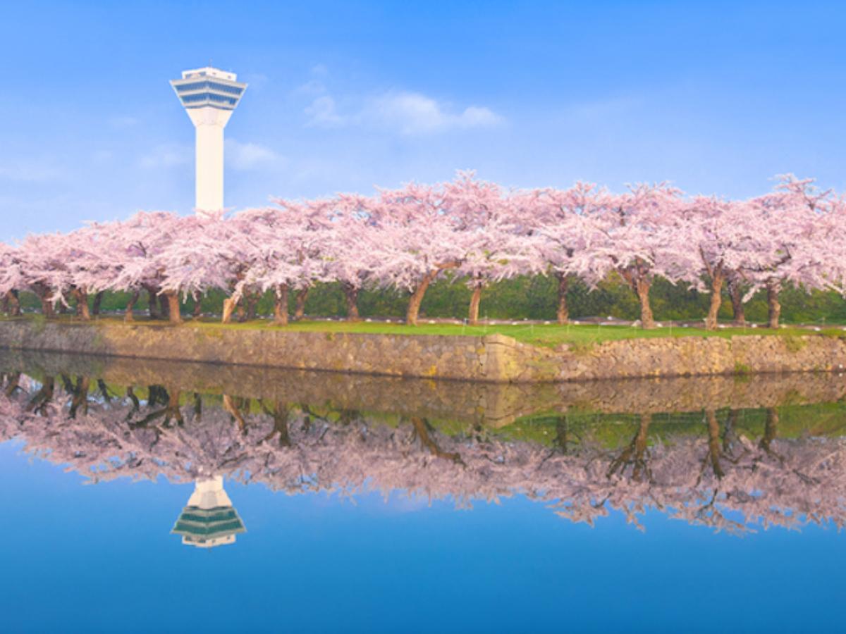 北海道 桜 いつ