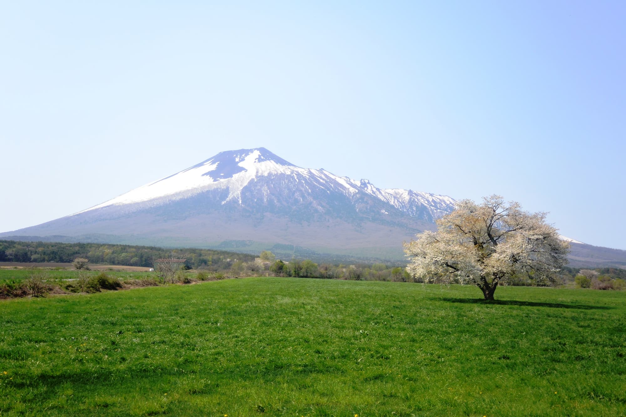 緑の大地が桜の淡いピンクを引き立てる