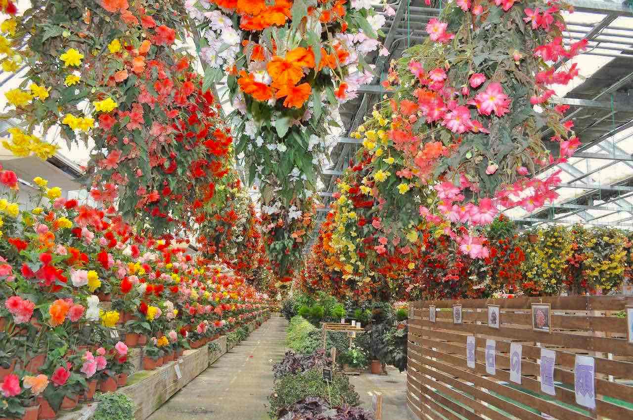 色とりどりの花が咲く日光花いちもんめの温室