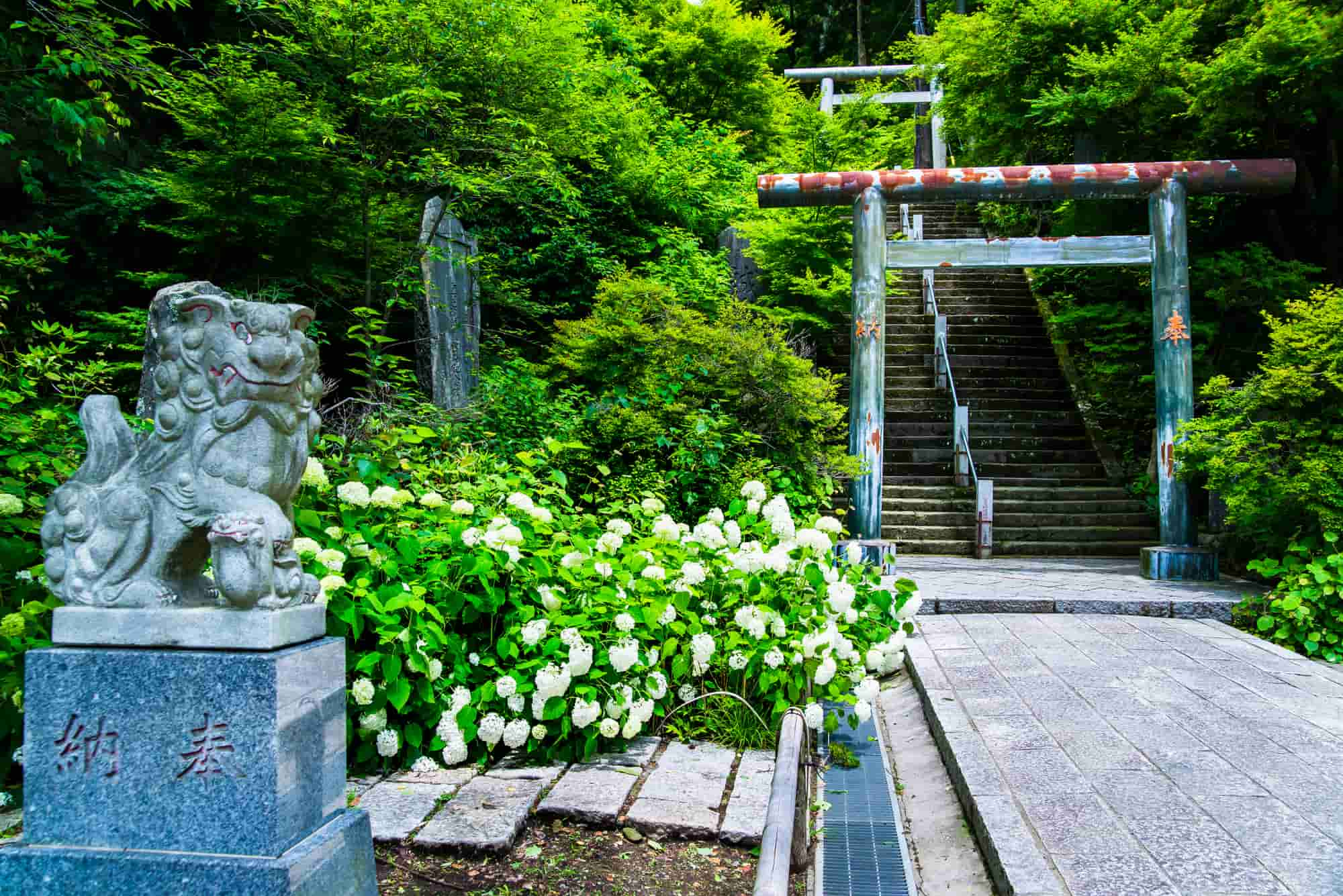 参道では紫陽花と狛犬が参拝客をお出迎え