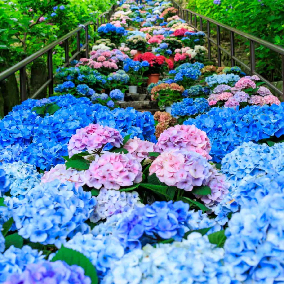 関東・関西【あじさい祭り2025】全国の紫陽花イベント開催情報を紹介