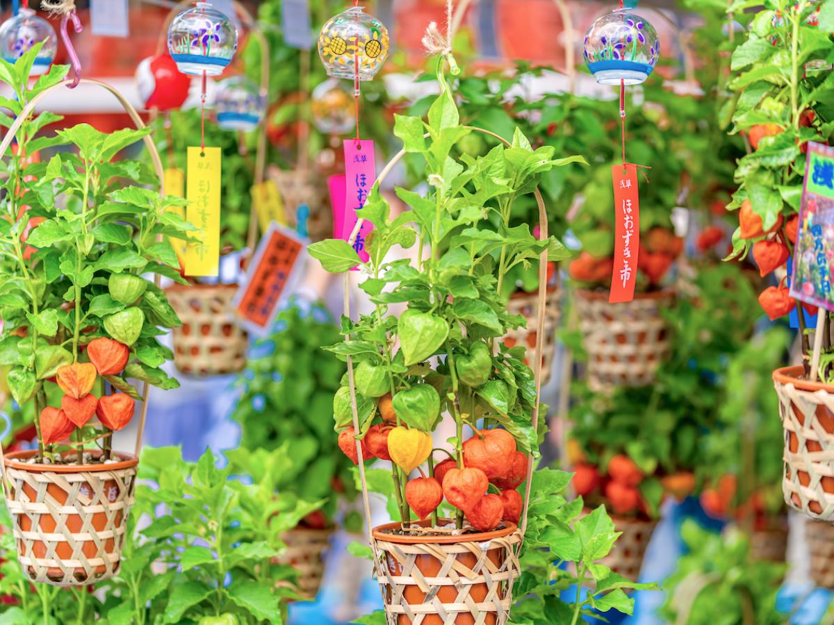 初夏の風物詩【ほおずき市・四万六千日】の由来・意味と浅草今昔物語