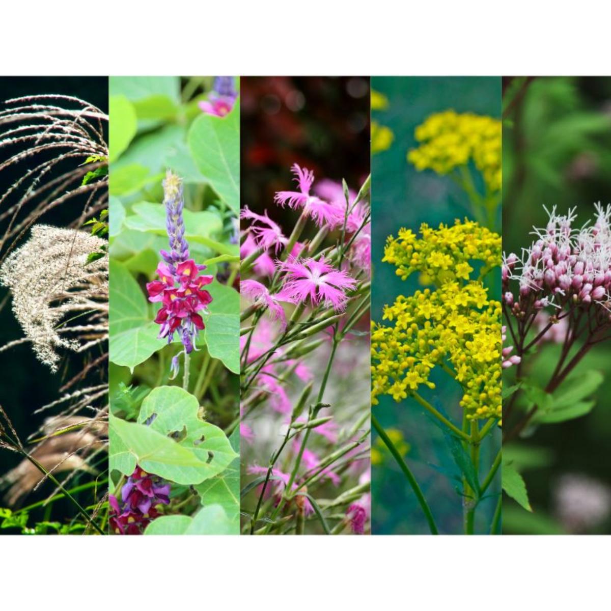 万葉の　贈る花伝える歌の本　草花編 万葉の花はがき 贈る花・伝える歌の本（草花編） - メルカリ