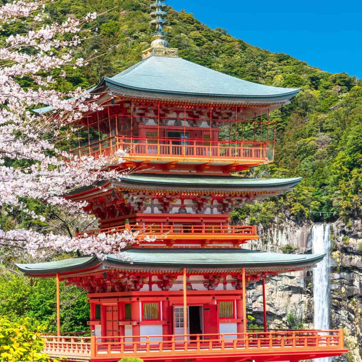 2025【和歌山の桜】穴場から紀三井寺や熊野古道まで、見頃とともに桜