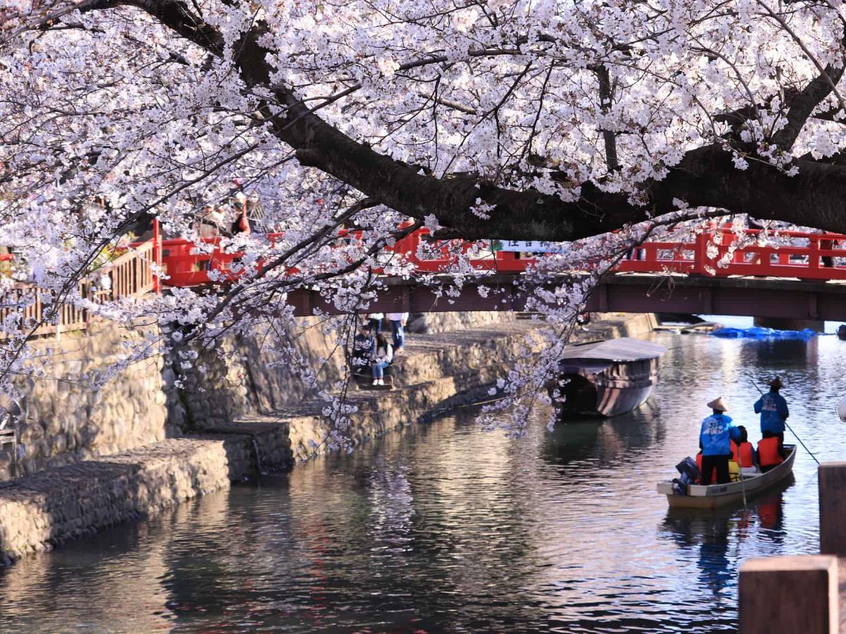 岐阜 県 の 桜の 名所