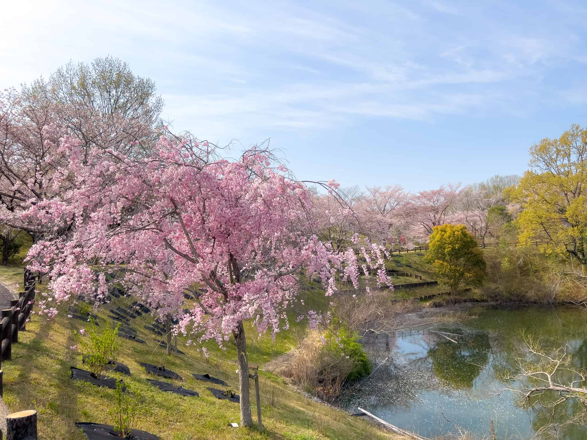 水辺を囲む緑と桜