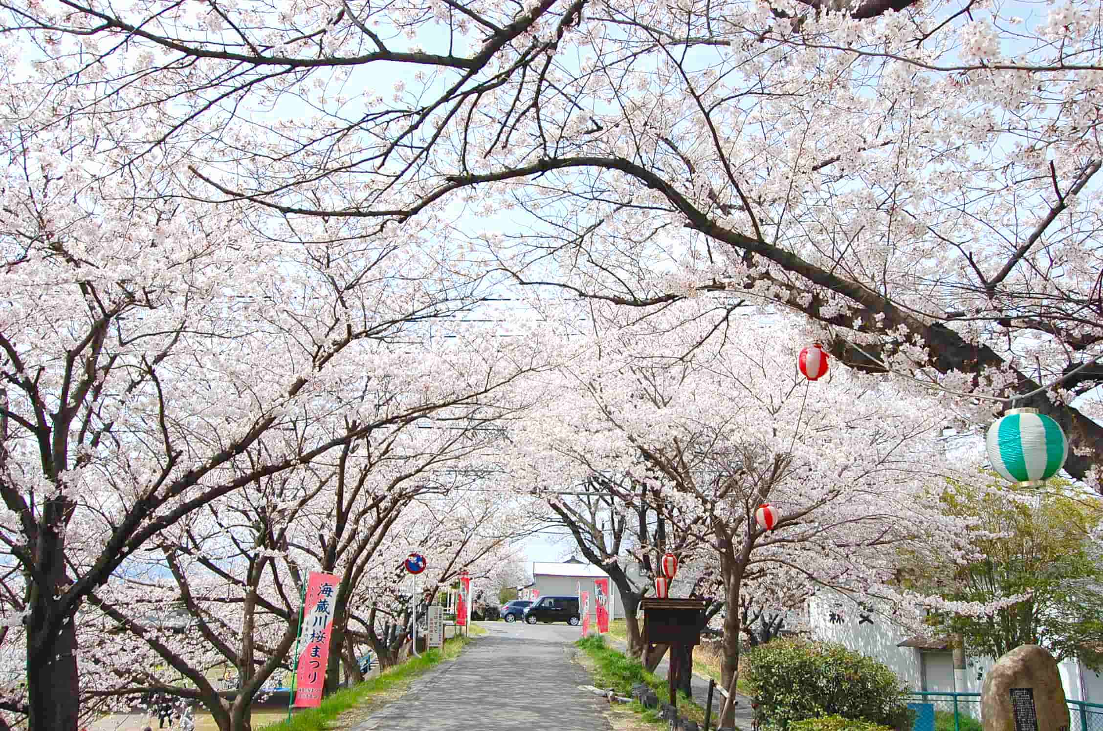 桜まつり期間中の海蔵川沿いの桜並木