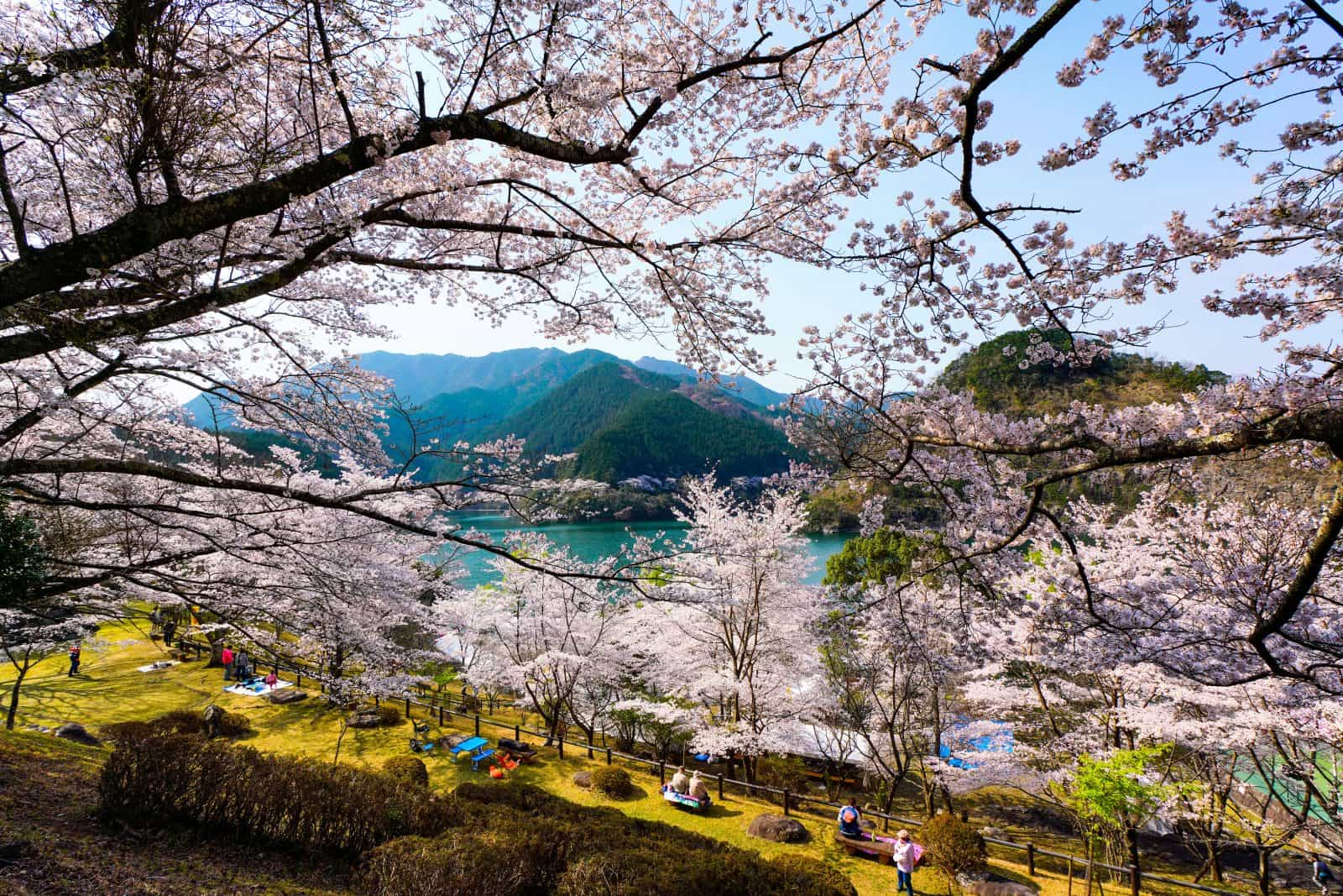 春の君ケ野ダム公園