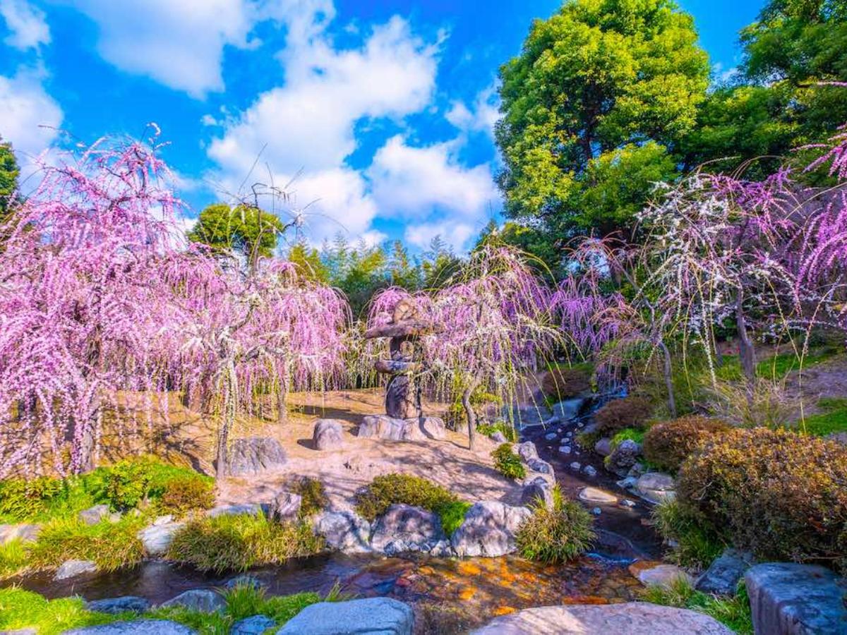 京都 梅 名所