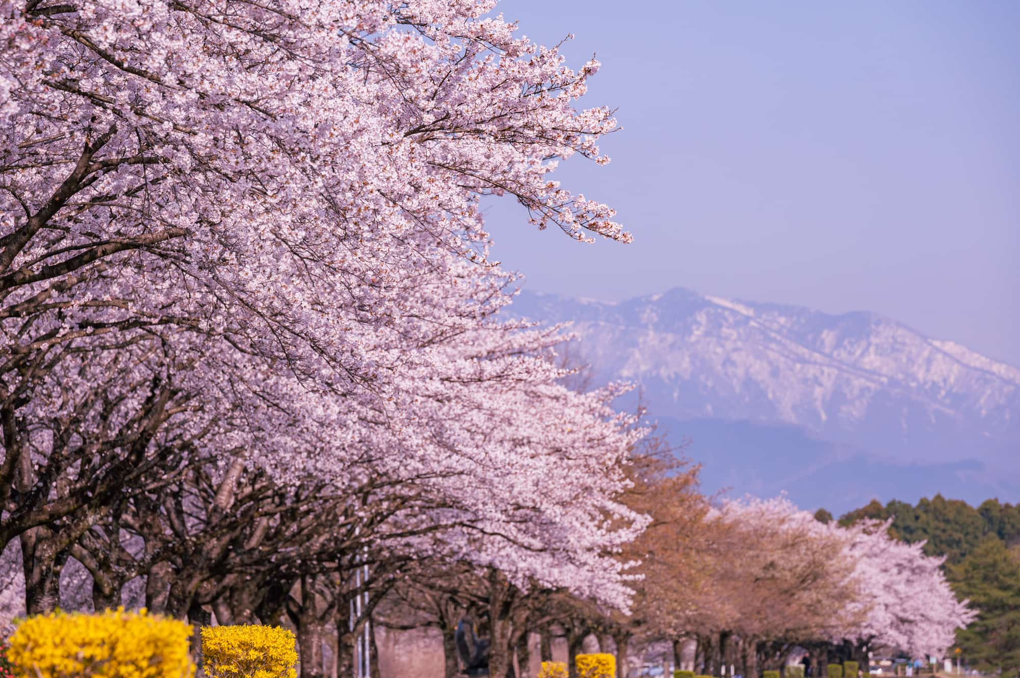 桜の時期でも、那須連山にはまだ雪が残っています