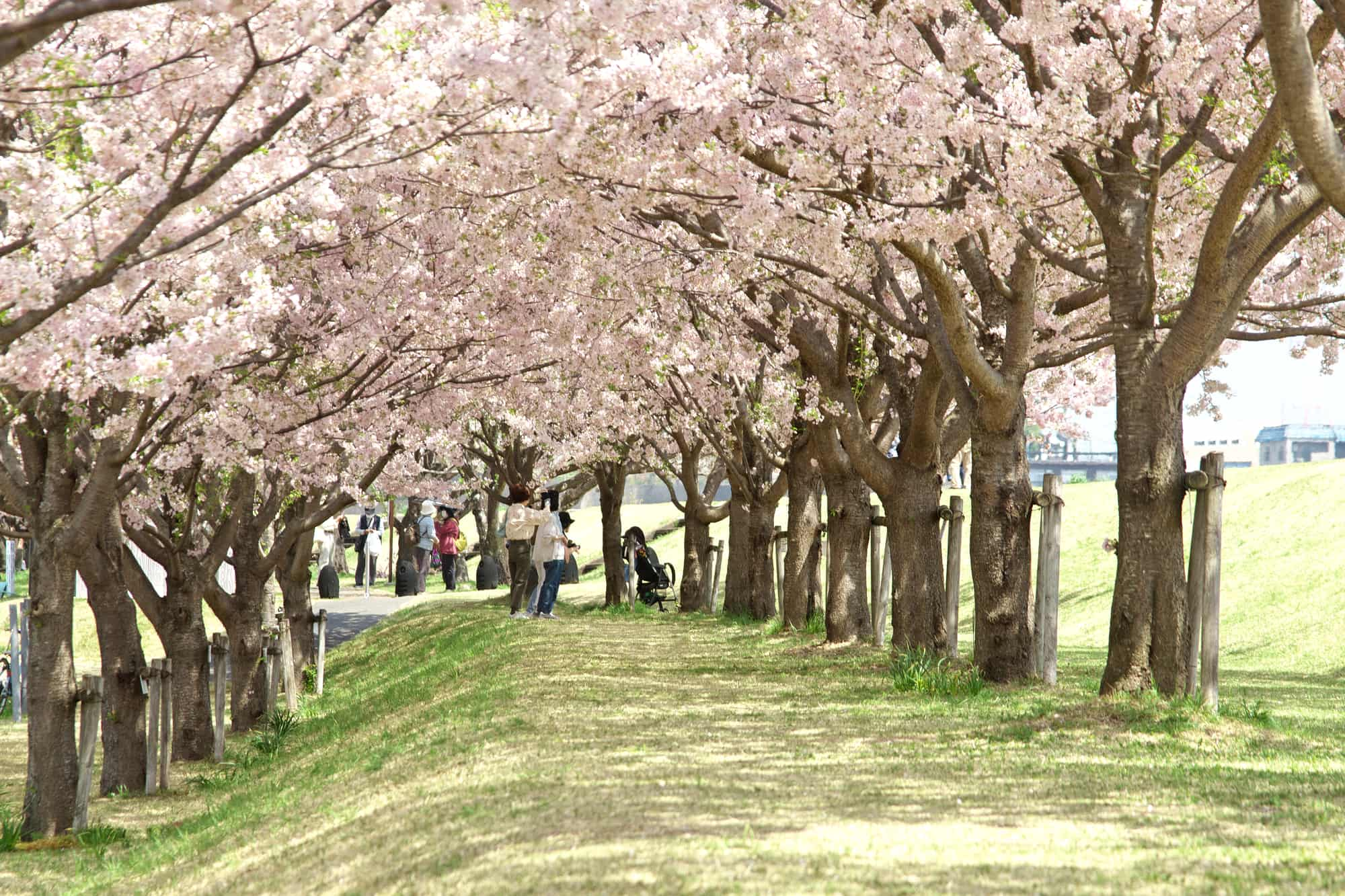 小山市で発見された品種で、近くを流れる思川にちなんで名付けられました