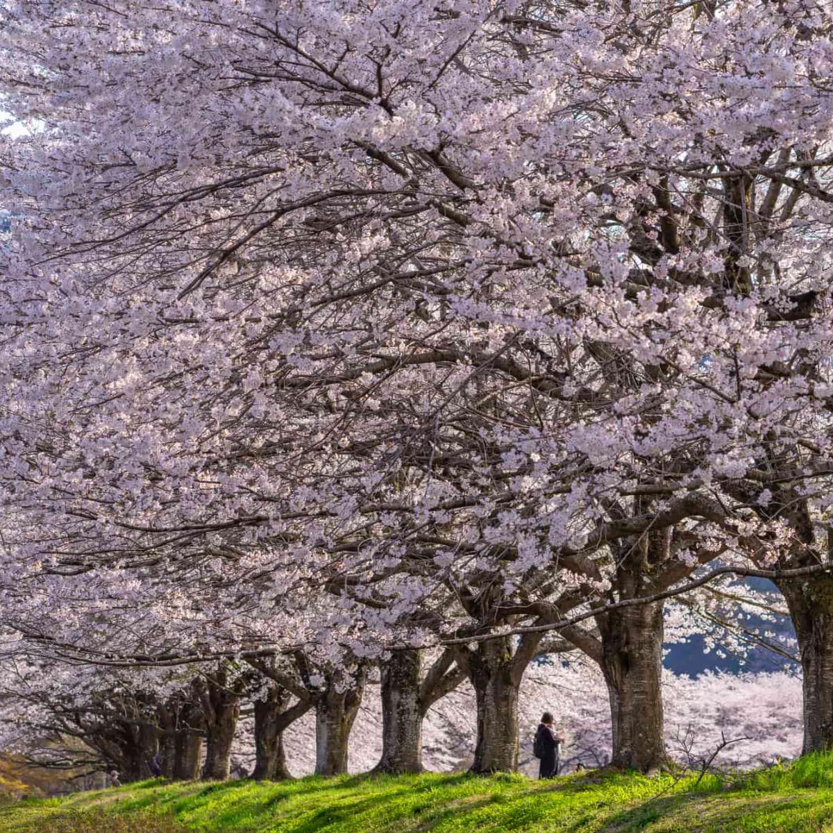 桜並木 大横川（桜並木） | 関東地方の絶景スポット | 日本絶景探訪