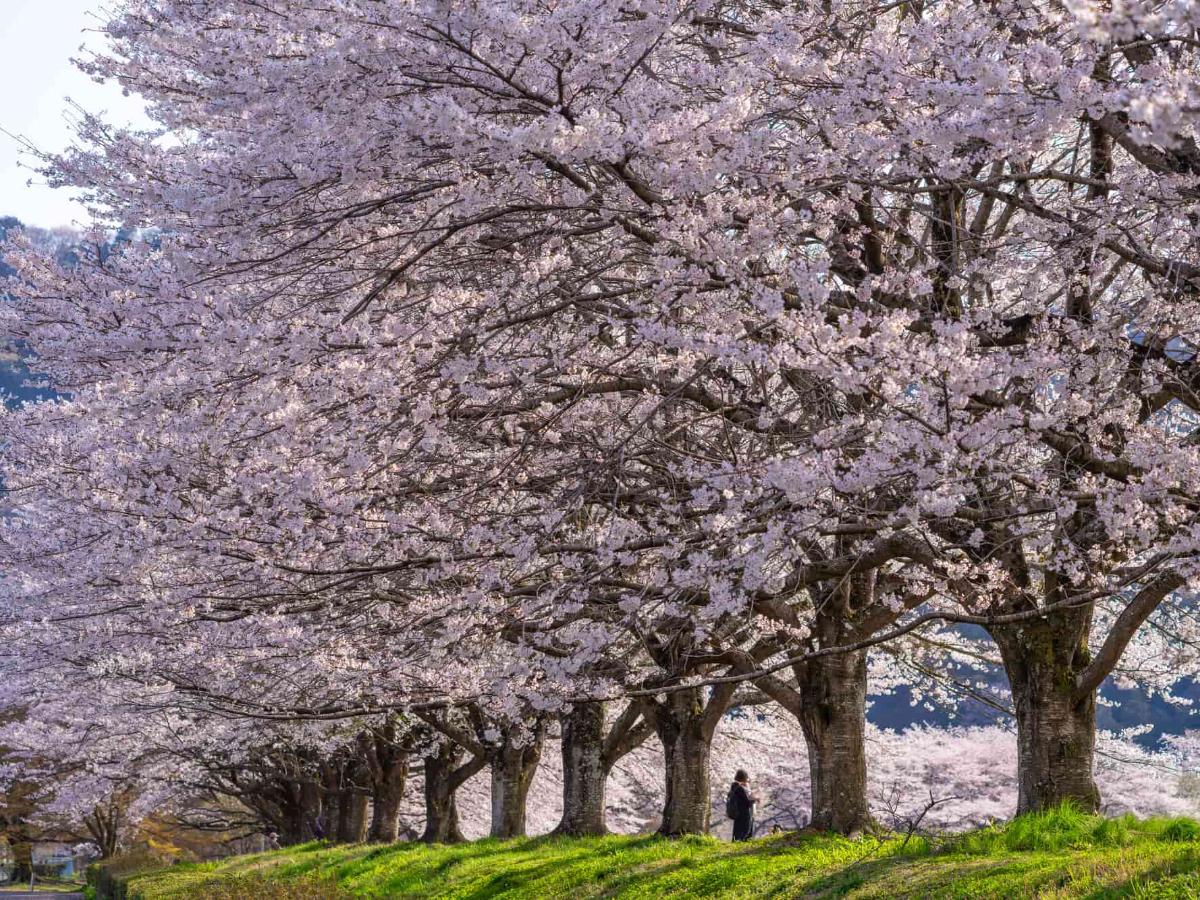 栃木の桜】さくら・鹿沼・日光など2025年人気の桜名所16スポットを紹介