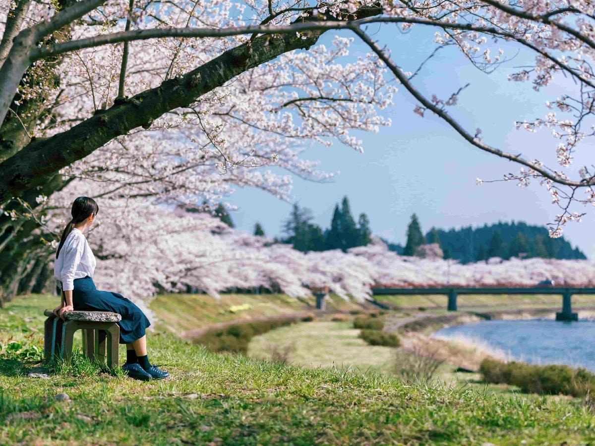 秋田県の桜】穴場〜名所までマップ付で紹介：武家屋敷や大潟村の桜