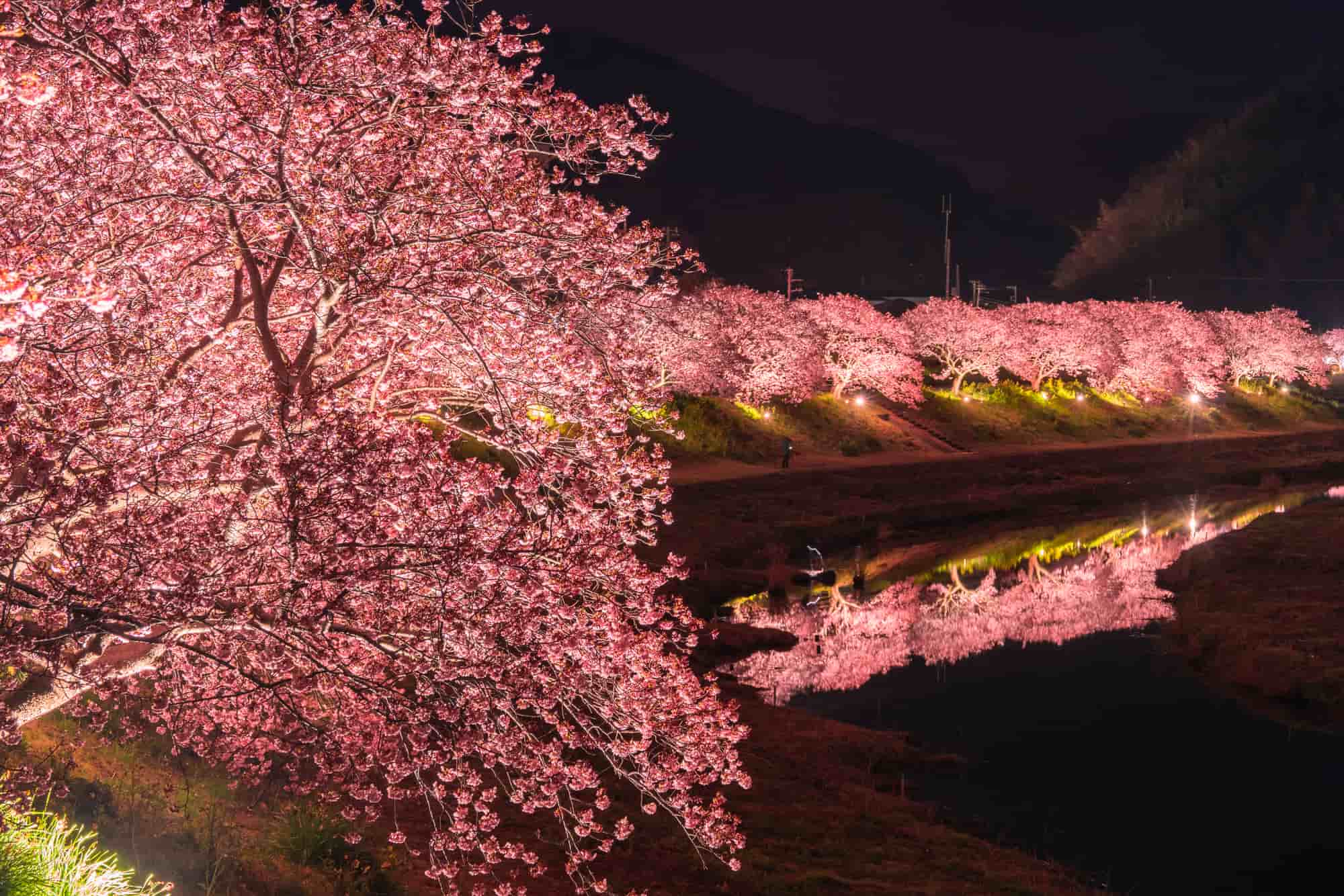 河津 桜 まつり(01)