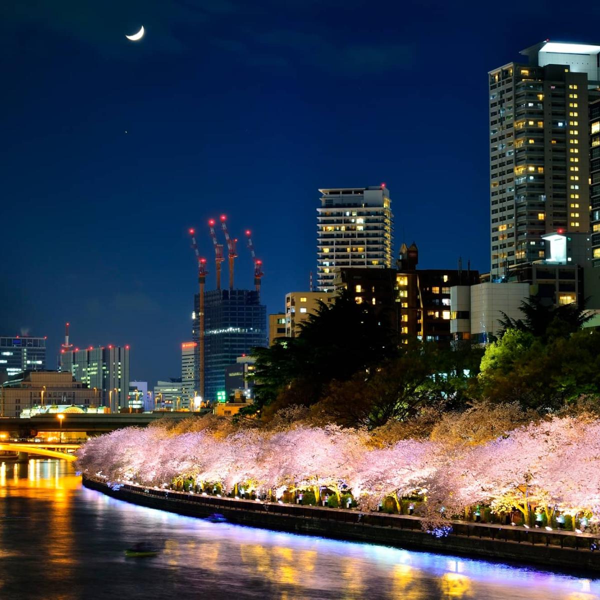 2026【大阪の夜桜名所11選】ライトアップされた絶景で夜の花見を｜THE