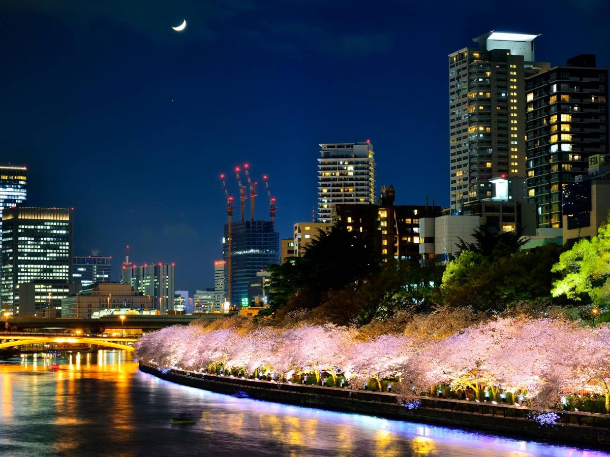 夜桜見 2025【大阪の夜桜名所11選】ライトアップされた絶景で夜の花見を