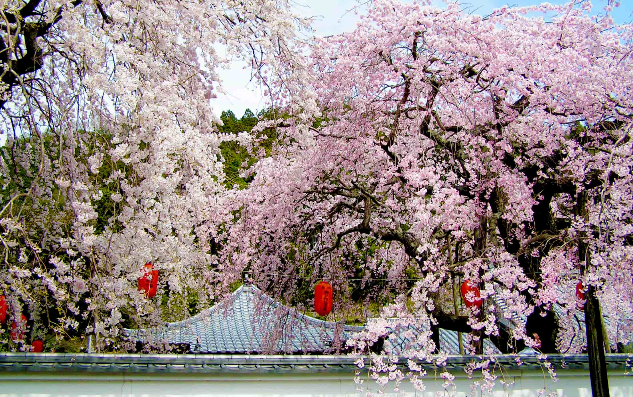 競うように咲き合う明王寺のしだれ桜