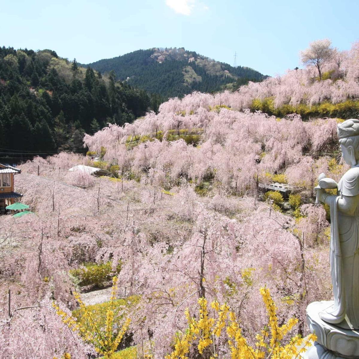 徳島 桜 名所