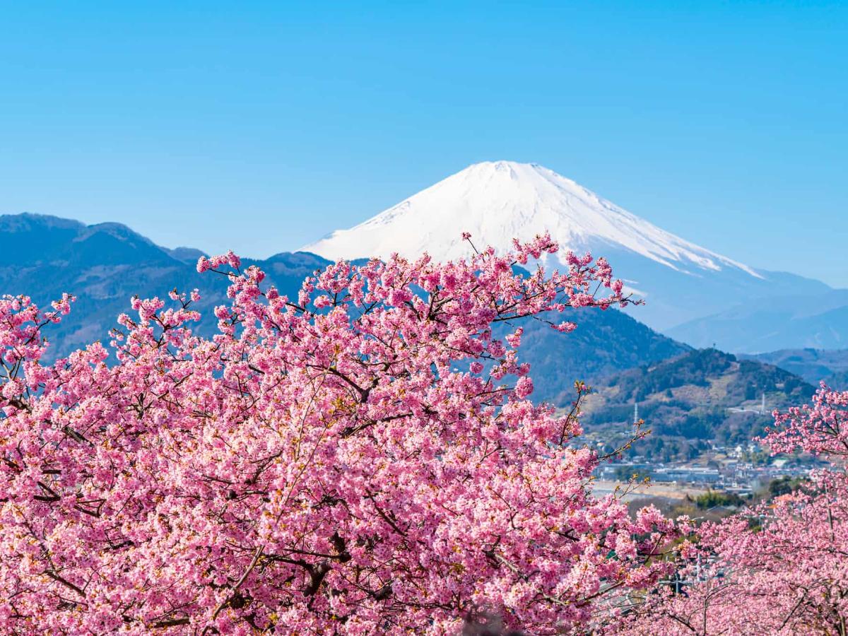 神奈川の桜15選】祭りや見頃情報をお届け：公園・車・寺社・穴場です