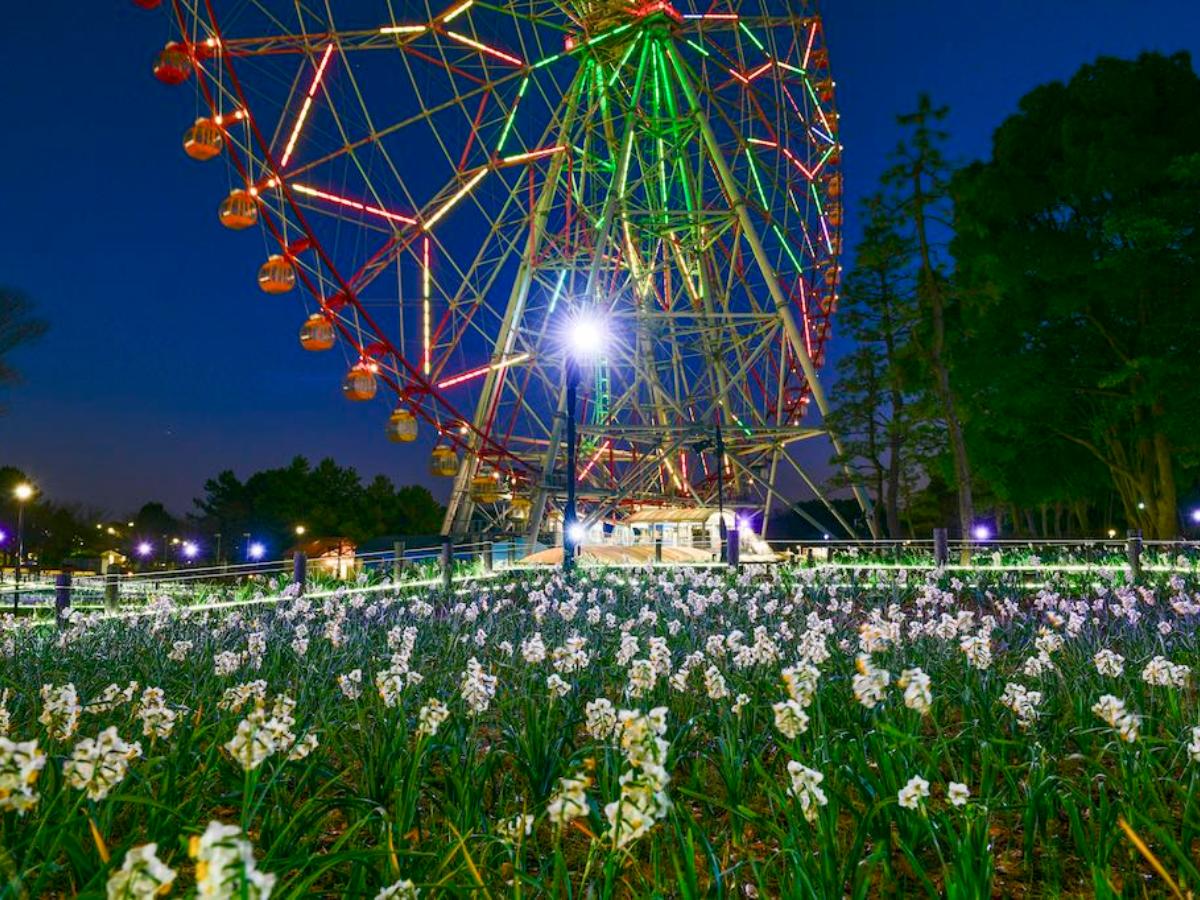 2024終了】スイセンとライトアップ：葛西臨海公園「花と光の