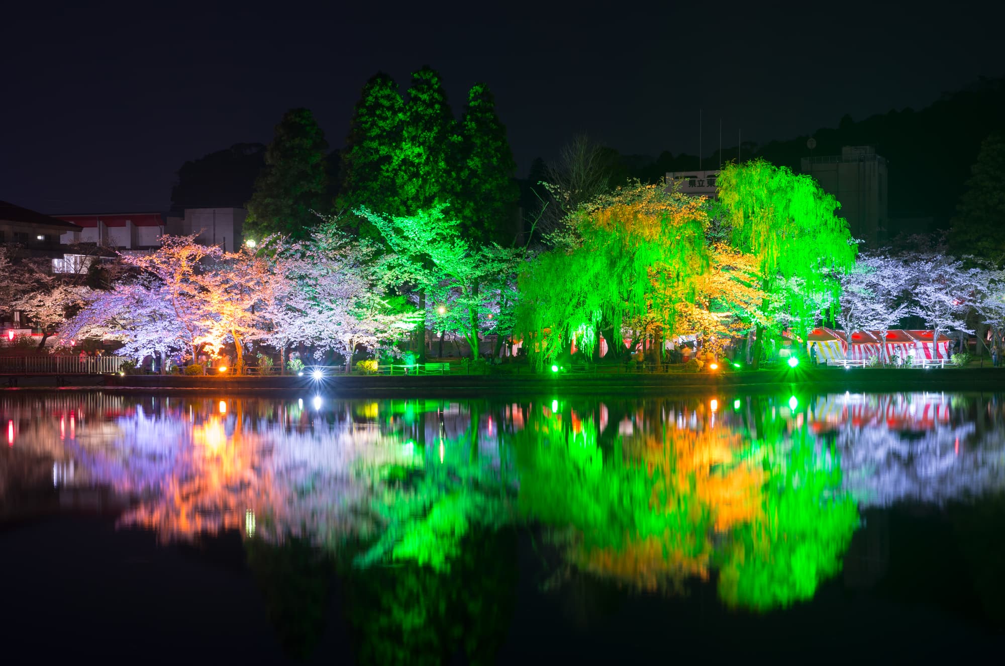 色とりどりにライトアップされた桜が幻想的