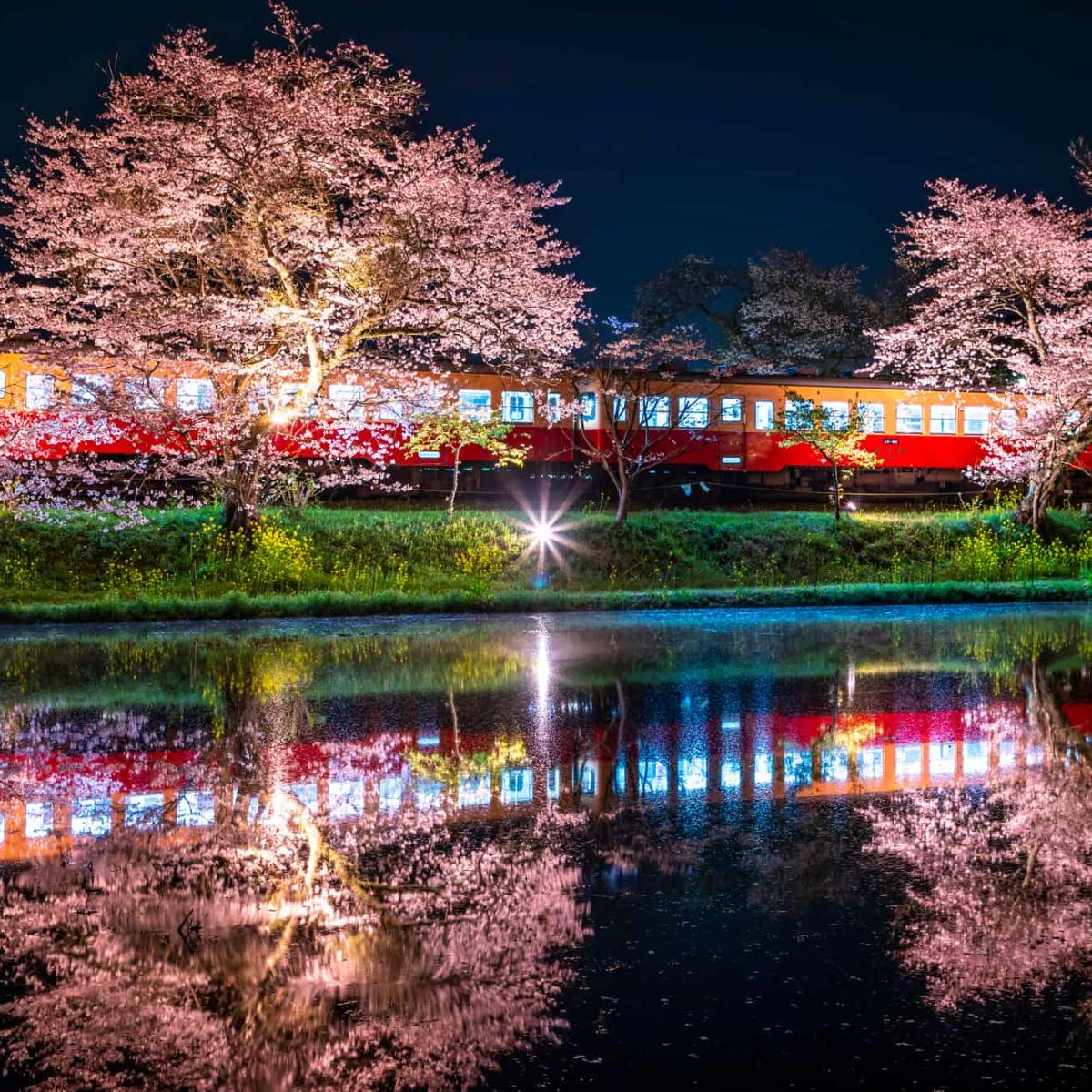 川津桜 