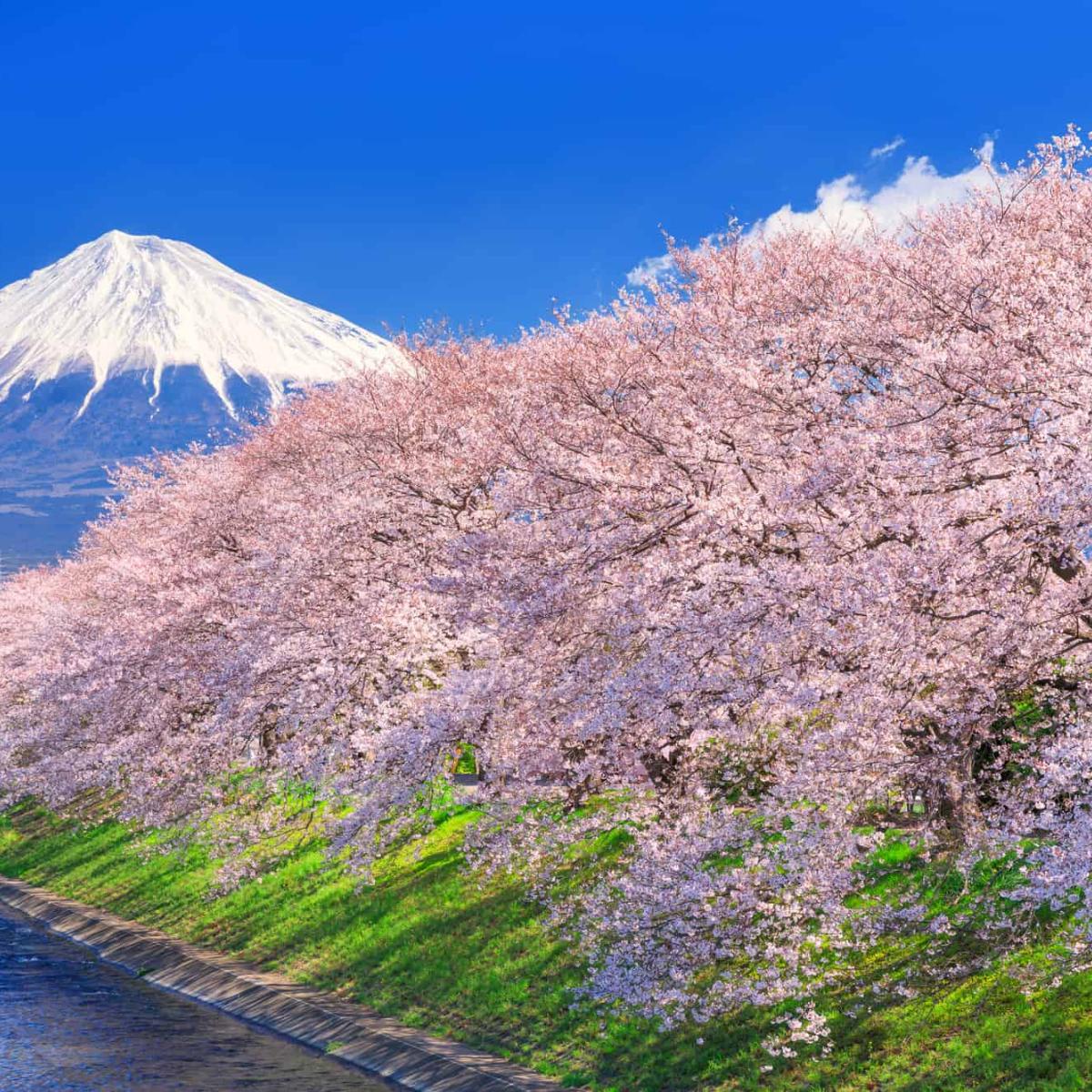 静岡の桜14選】早咲きの河津桜や美しい一本桜：富士山と桜を望む絶景