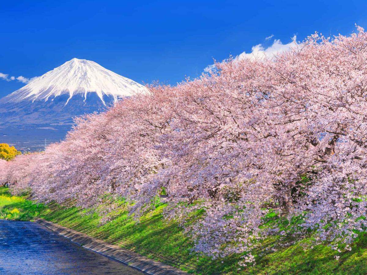 静岡の桜14選】早咲きの河津桜や美しい一本桜：富士山と桜を望む絶景