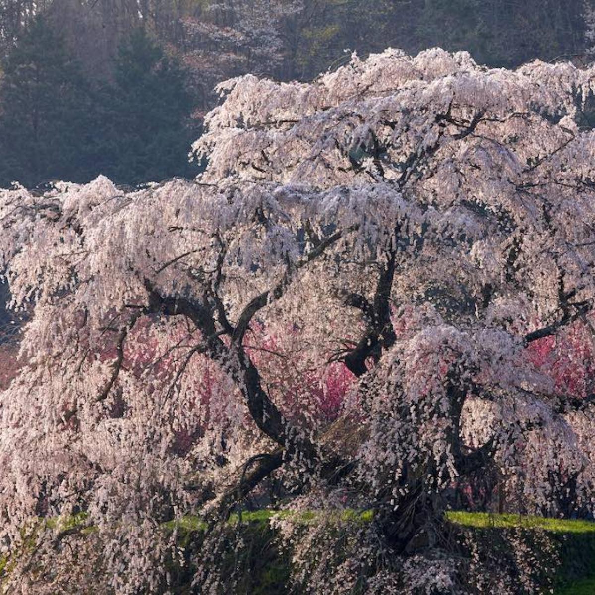 奈良の桜名所11カ所・2025年の見頃とライトアップ情報｜吉野山・千年桜