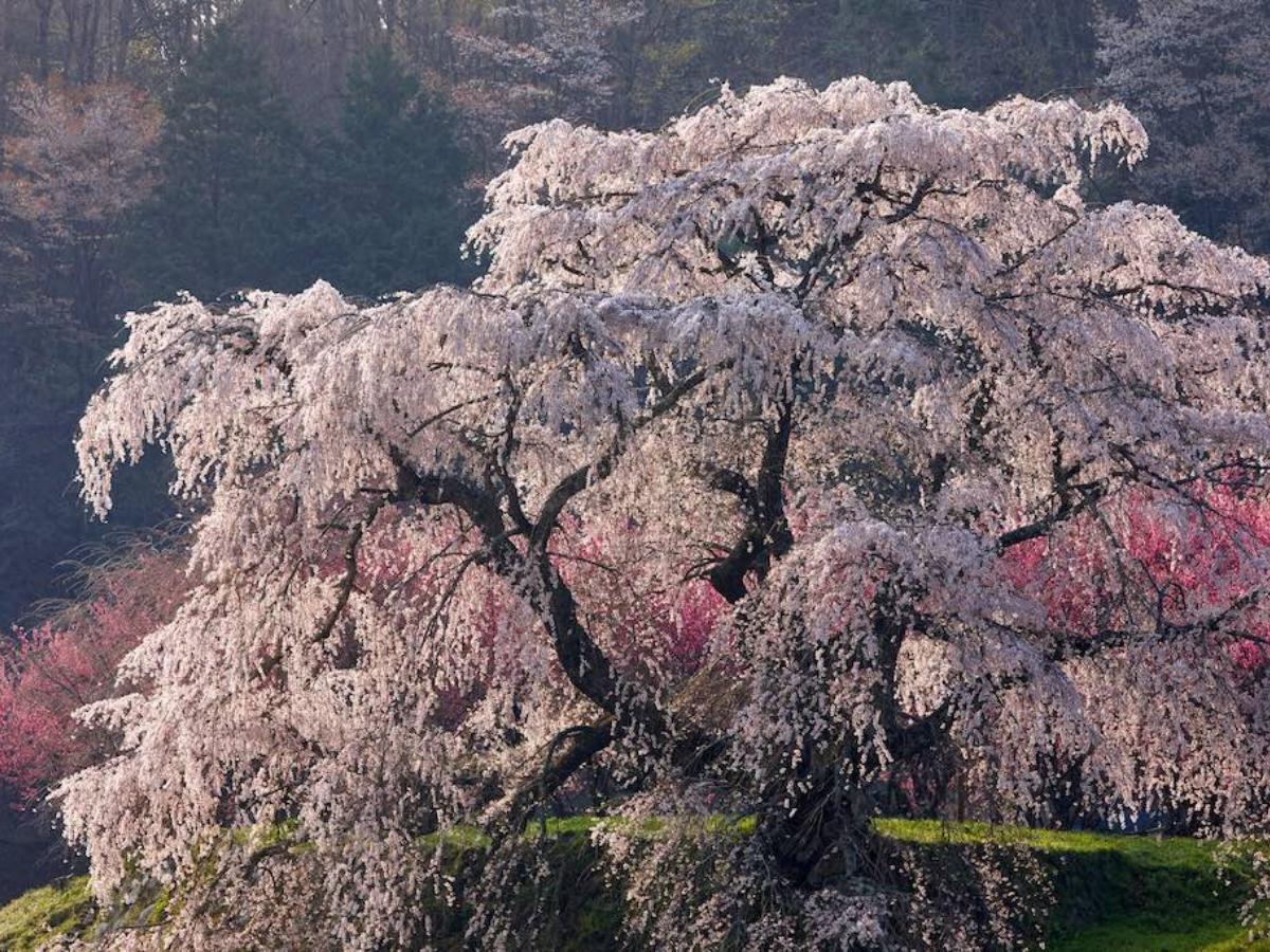 奈良の桜 満開の桜だけじゃない 奈良県で撮られた1枚に「泣きそうになっ