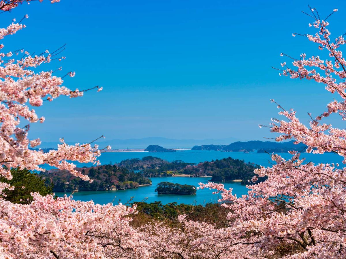 2025【宮城の桜名所】穴場から桜まつり開催スポットまで13ヶ所を紹介