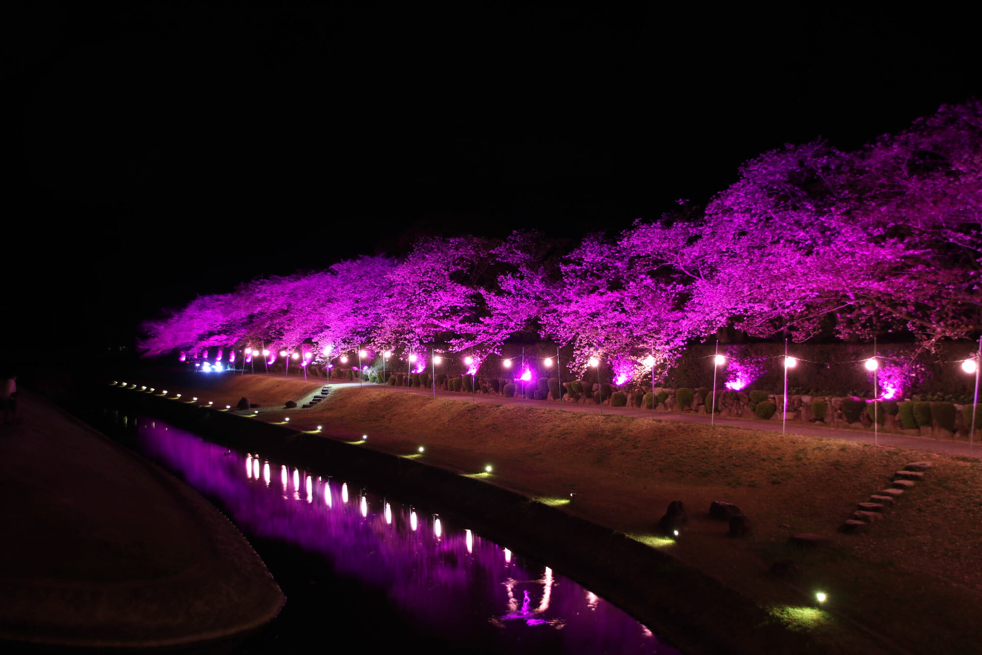 ライトアップされ暗闇の浮かび上がる桜