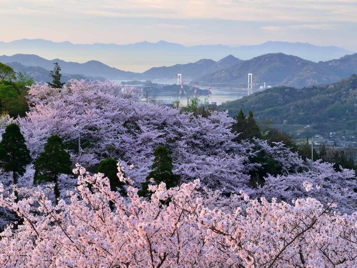 愛媛の桜名所13選】人気お花見スポット＆桜ドライブコース満載｜THE