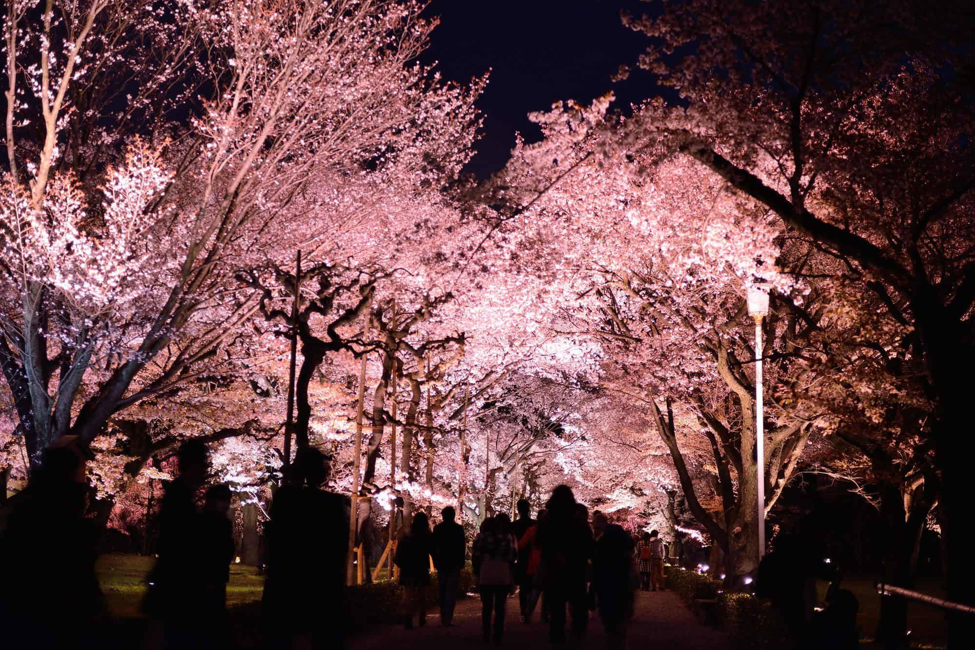 賑わう夜の桜並木