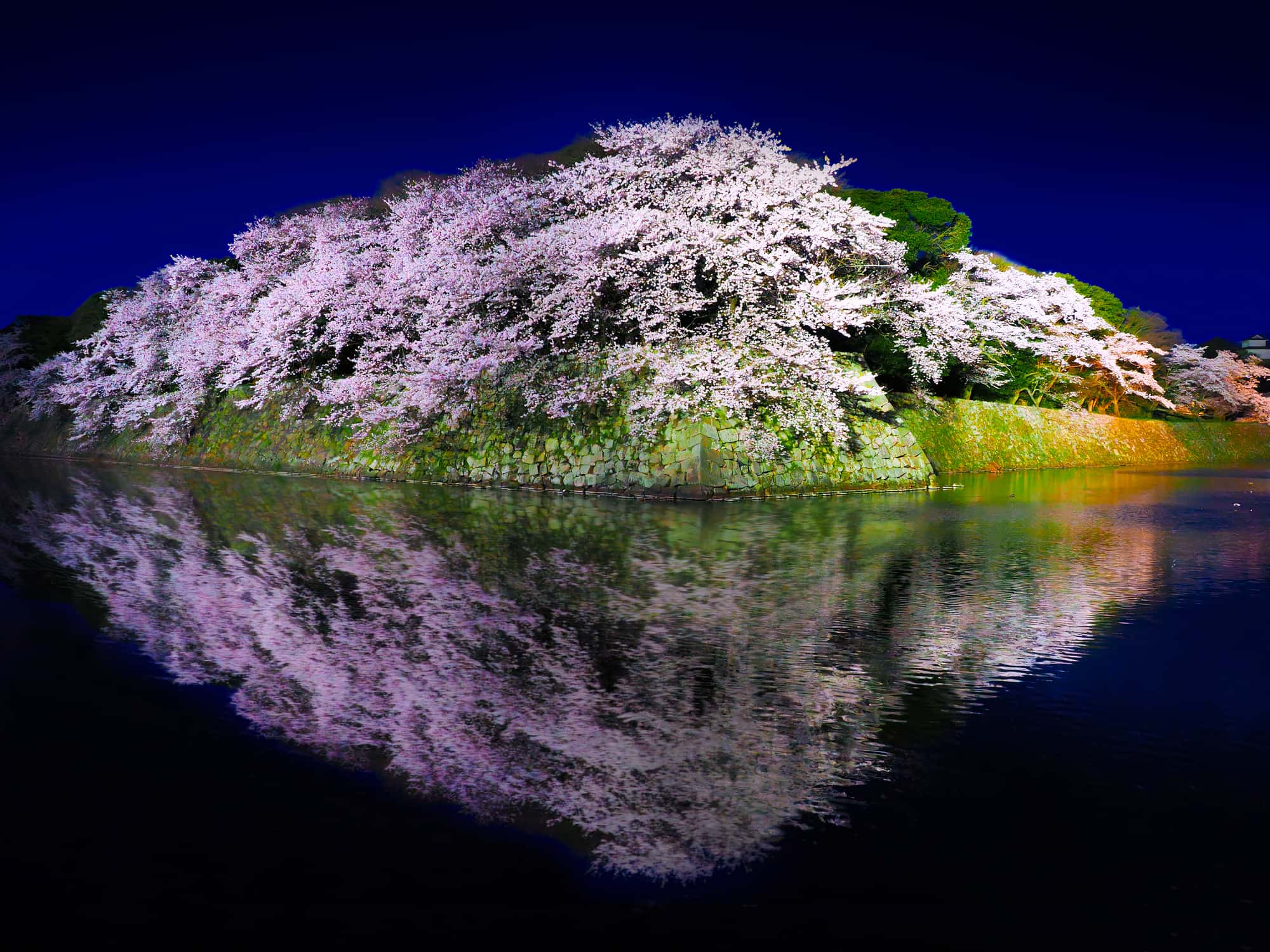 春の彦根城の名物「逆さ桜」