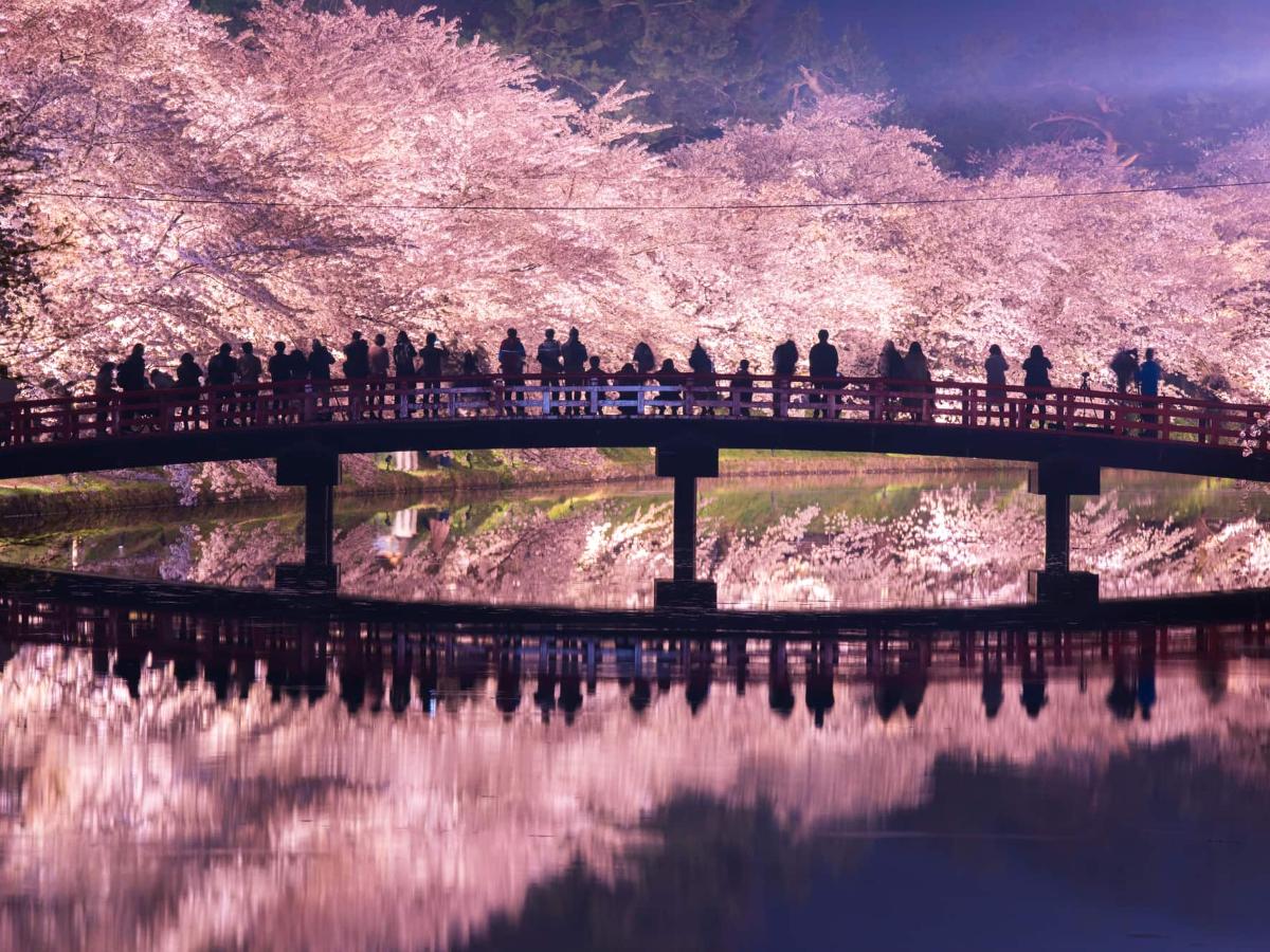 2025年日本全国】ライトアップが美しい桜を見に：日本三大夜桜から穴場