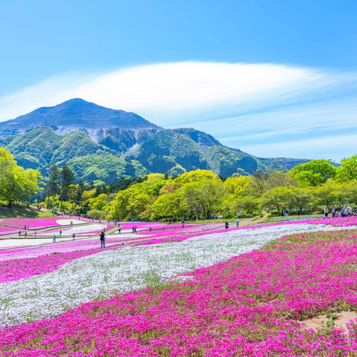 芝桜孝明 2025年 芝桜まつり】北海道や山梨…全国で咲き誇るピンクの絨毯を見に行