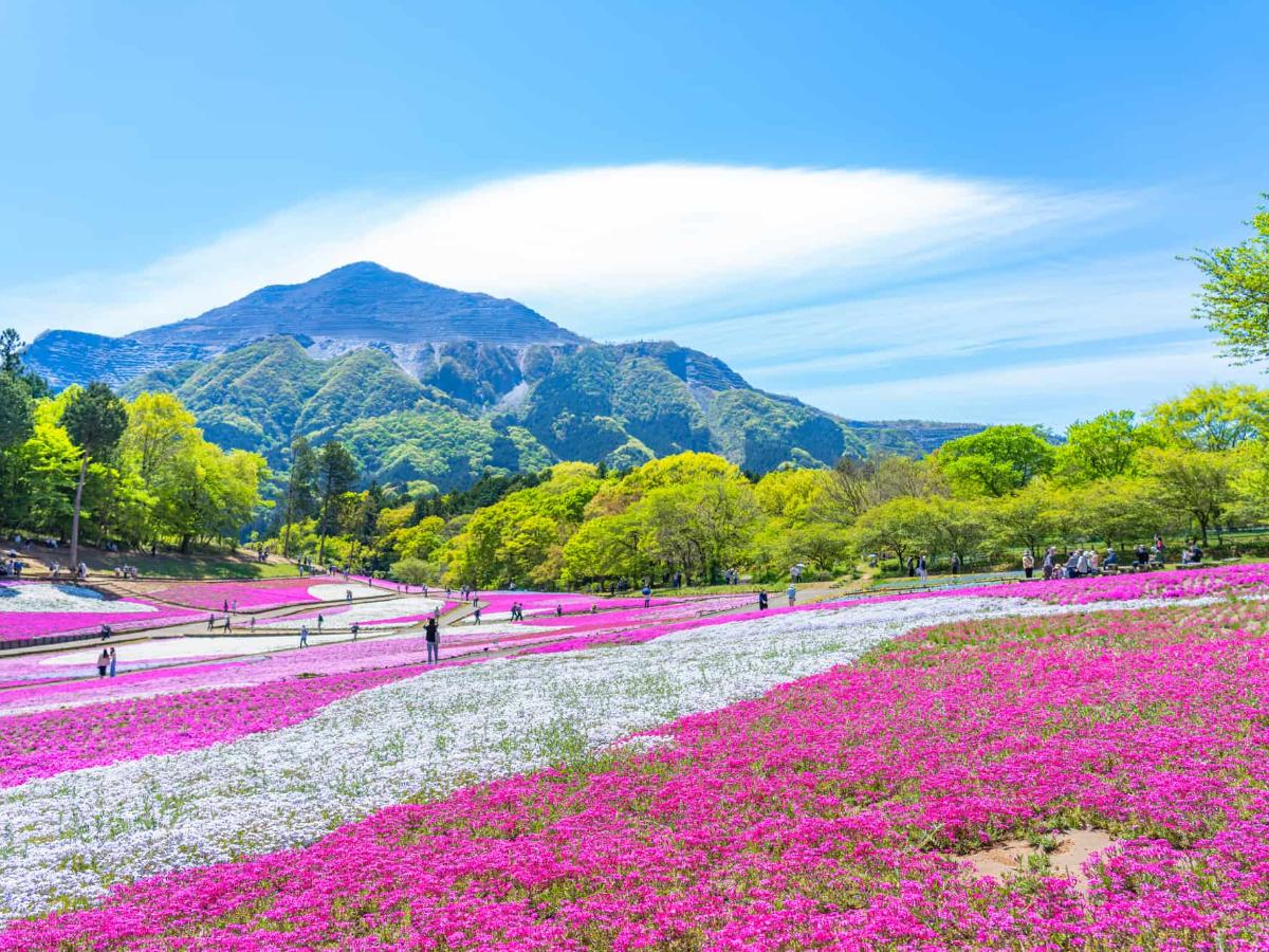 2024年 芝桜まつり】北海道や山梨…全国で咲き誇るピンクの絨毯を見に行 