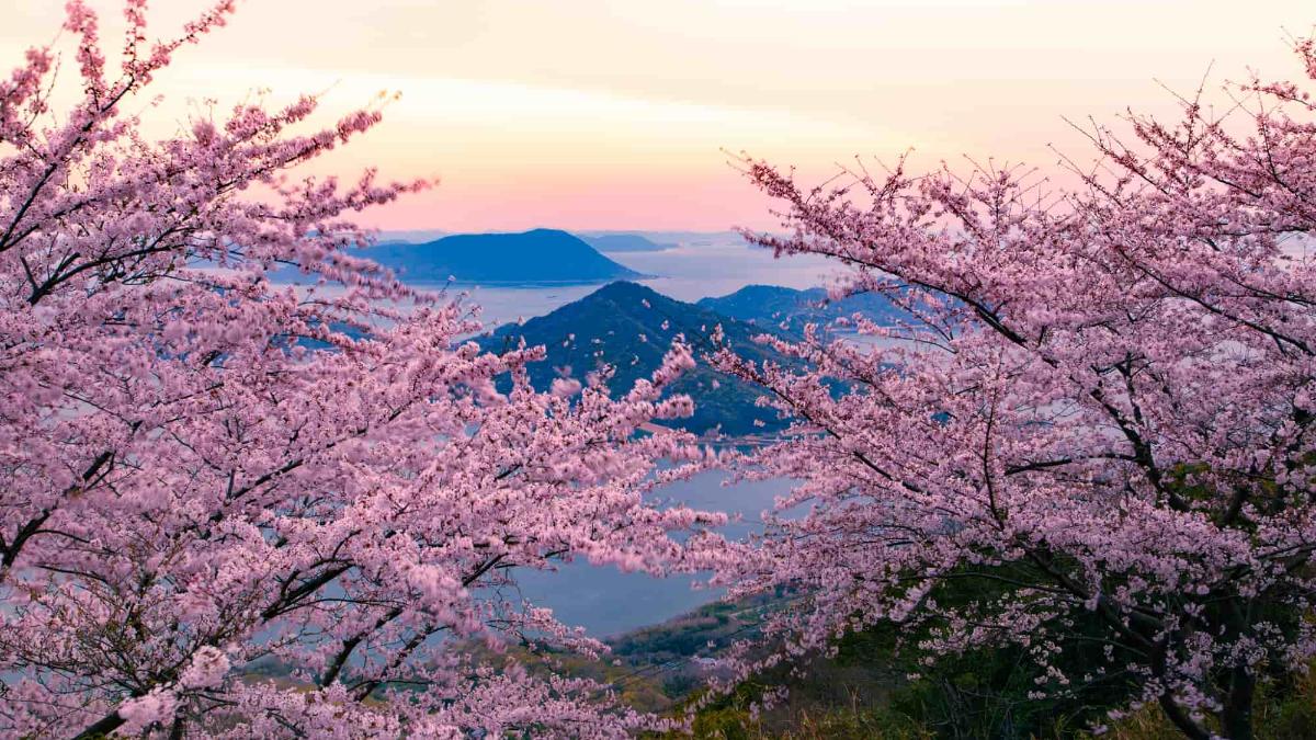 花見 Mtshiude-cherryblossom-